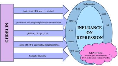 A link between ghrelin and major depressive disorder: a mini review